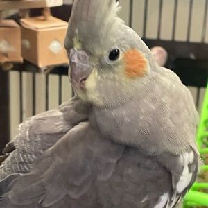 Meet your Posher, Camille